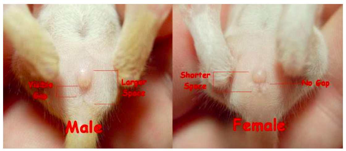 Image of the appearance of male and female mouse gender differences.