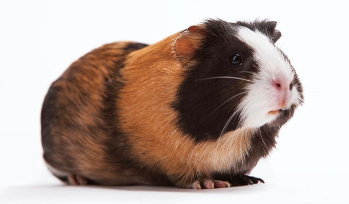 Image of guinea pig.