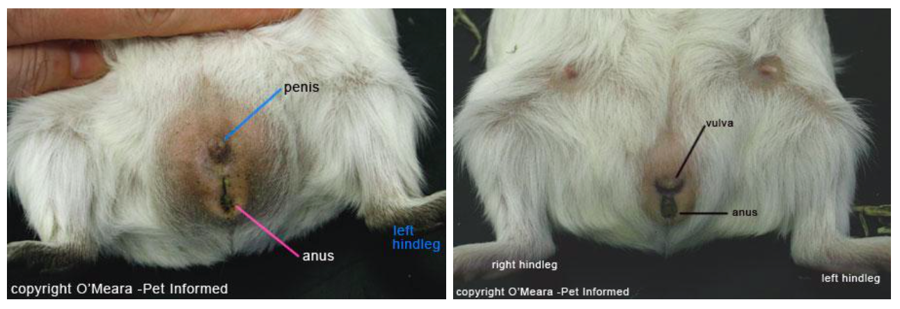 Image of the appearance of male and female guinea pig gender differences.