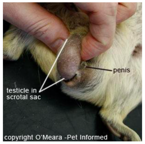 Closeup image of male guinea pig gender characteristics