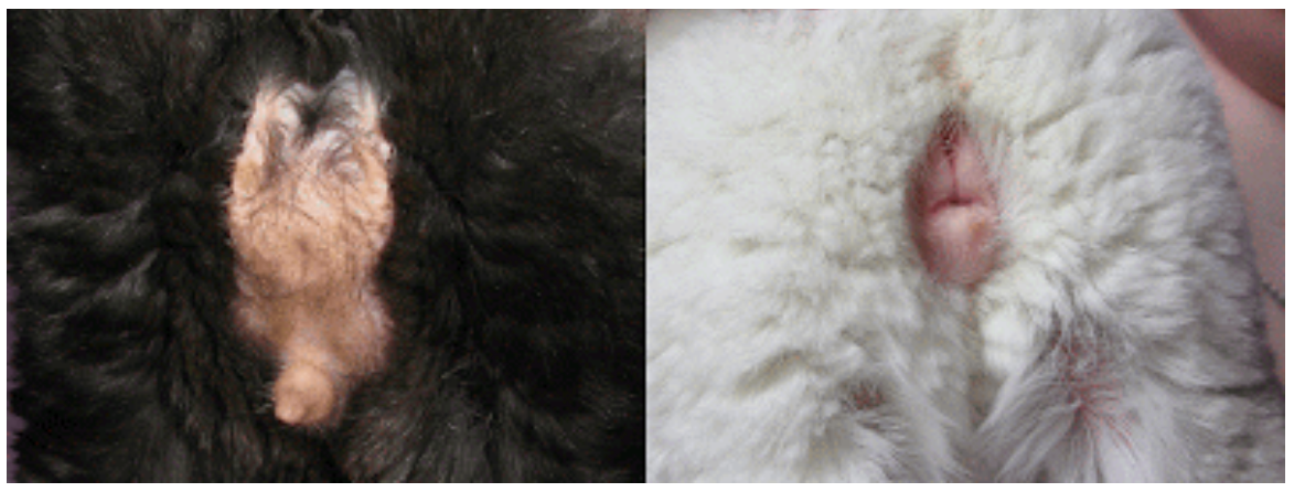 Image of the appearance of male and female chinchilla gender differences.