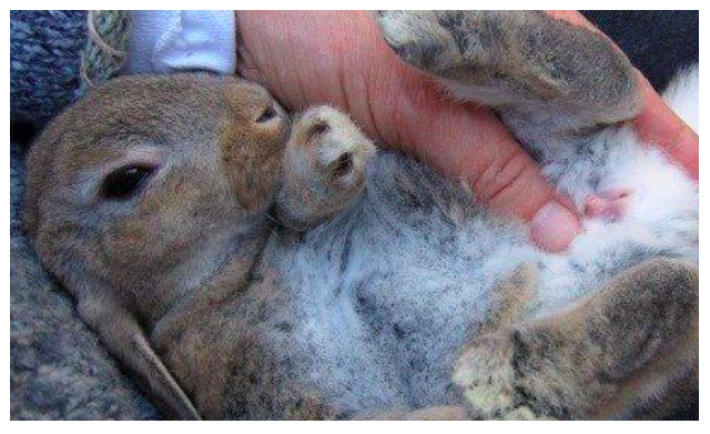 Image showing how to hold a rabbit for gender identification.