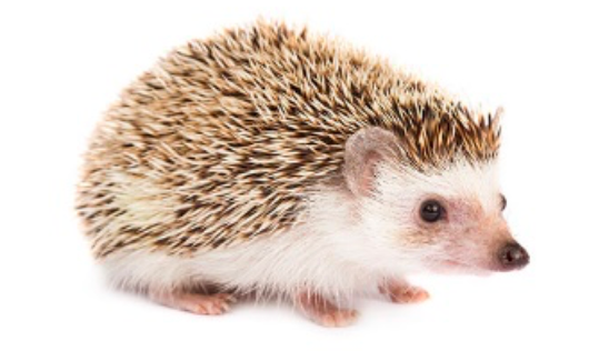 Image of a hedgehog.