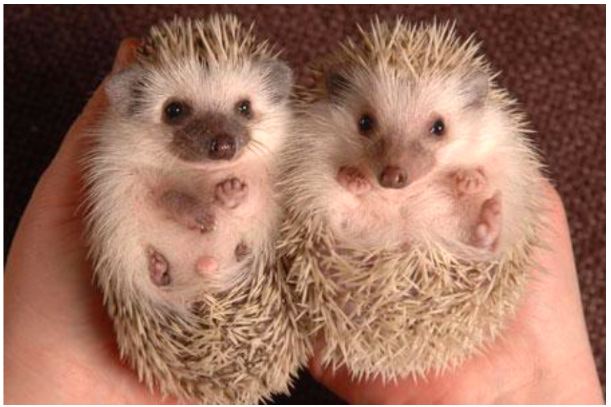 Image of a male and a female african pygmy hedgehog, showing gender differences.