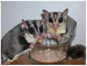 Image of a pair of sugar gliders.