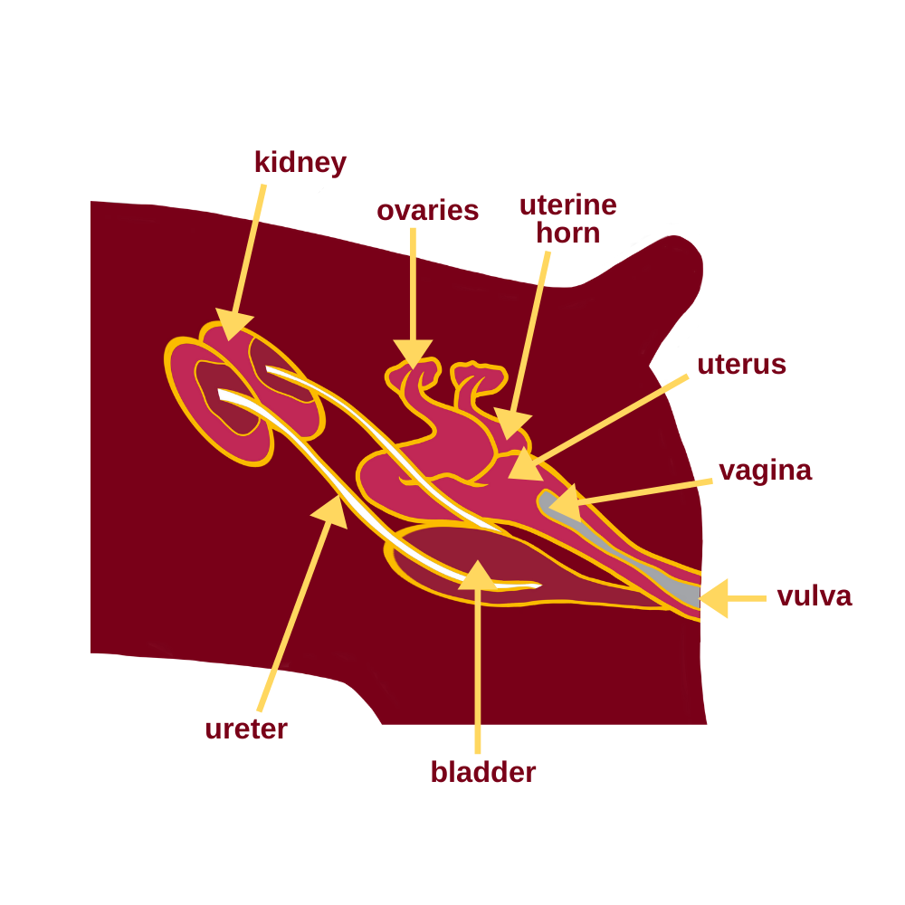 Female Canine Reproductive Tract