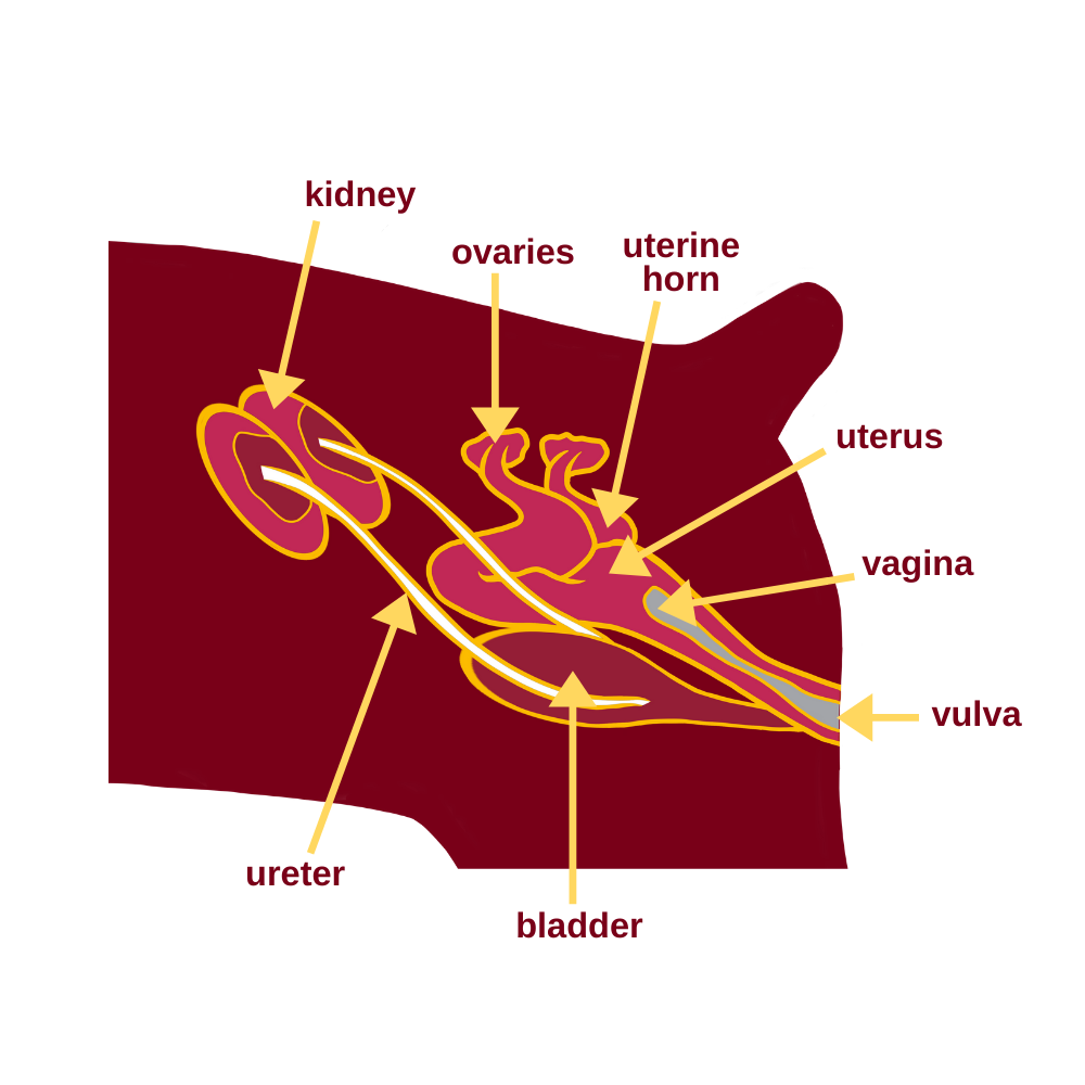 Female Dog Urinary Anatomy