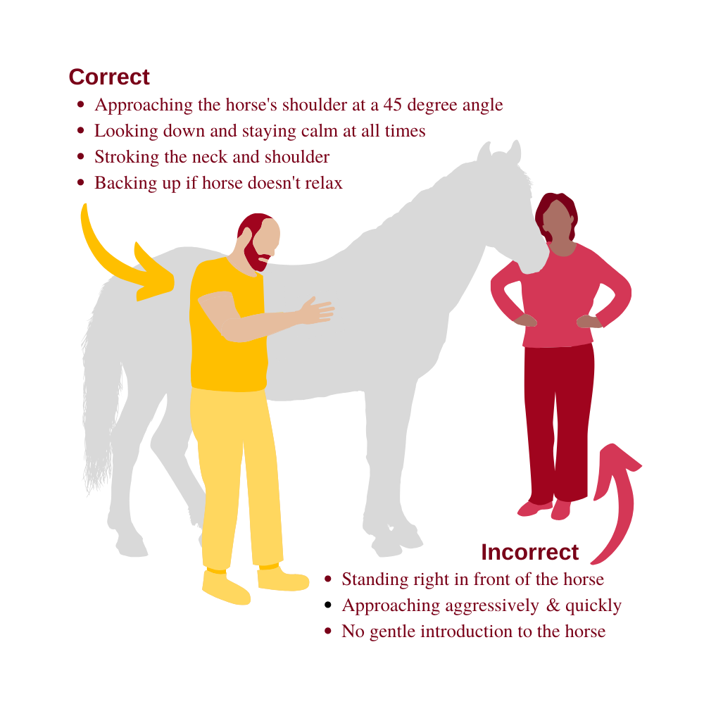 Correct vs Incorrect Behavior Around Horses