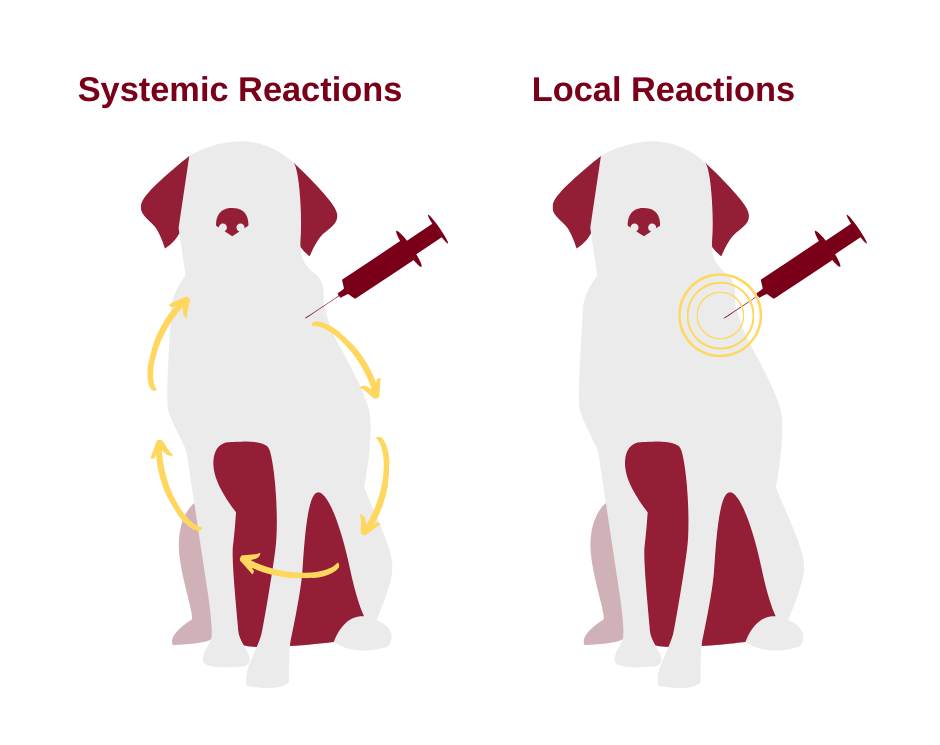 Systemic vs Local Vaccine Reactions Illustration