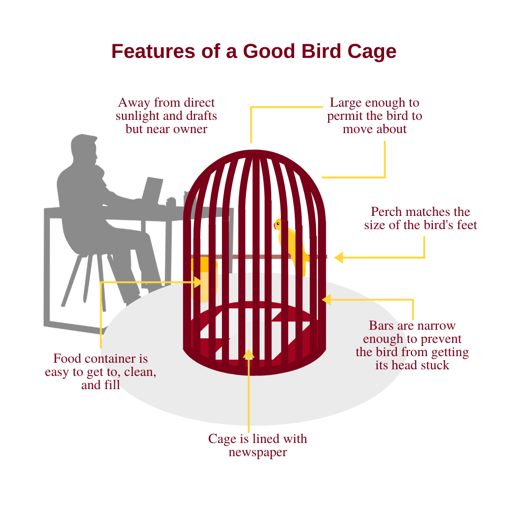 Features of a Good Bird Cage