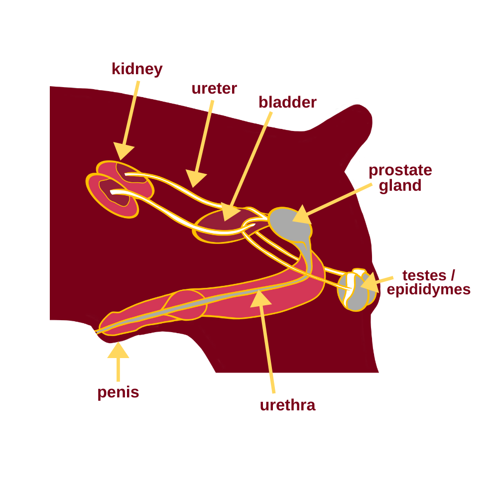 Male Canine Reproductive Tract