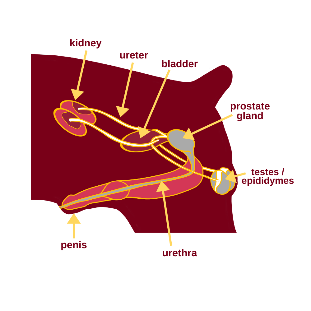 Male Cat Reproductive Anatomy