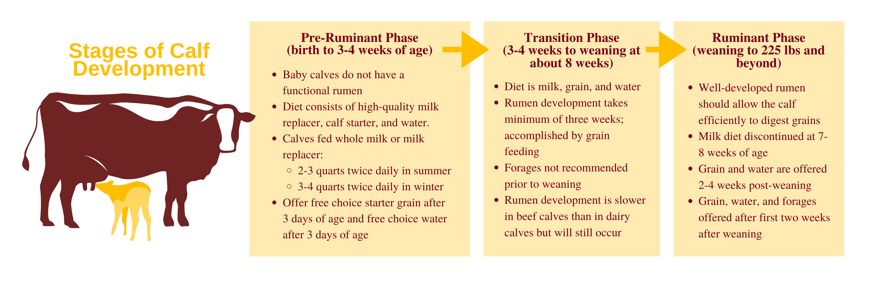 Stages of Calf Development Graphic