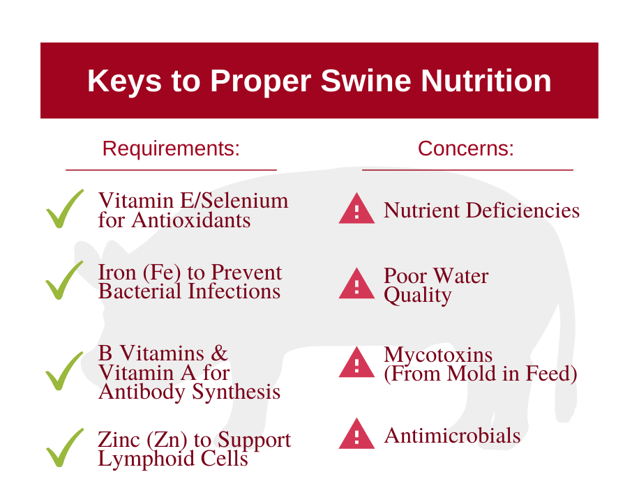 Swine Nutrition Concerns Graphic
