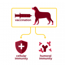 Vaccines and Vaccinations: Introduction – Veterinary Preventive Medicine