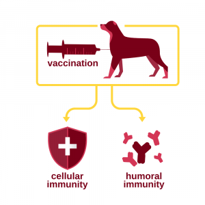 Vaccination Confers Protective Immunity Graphic