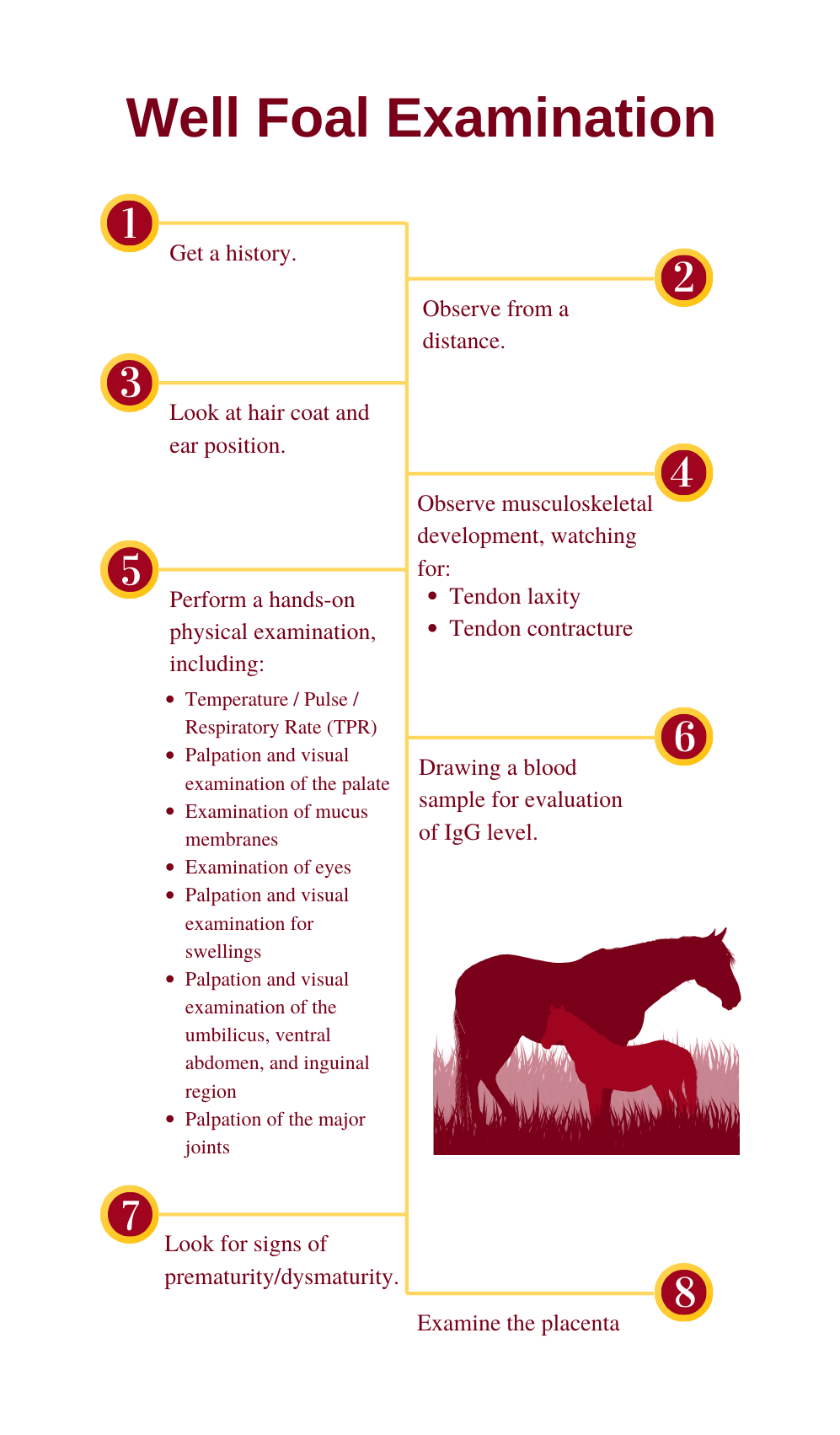 Well Foal Examination Graphic