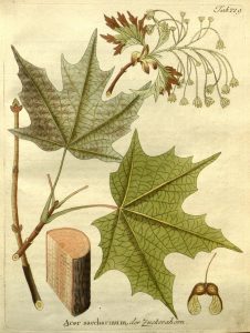Illustration of a sugar maple tree including leaves, samaras, flowers, trunk, and twig.