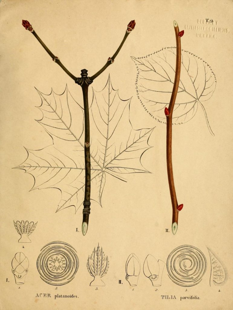 Drawing showing a maple branch with opposite buds and branches and a linden branch with alternate buds.