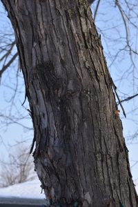 This mature sugar maple has shaggy bark.