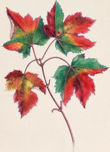Illustration of four maple leaves that are changing from green to red, orange, and yellow.