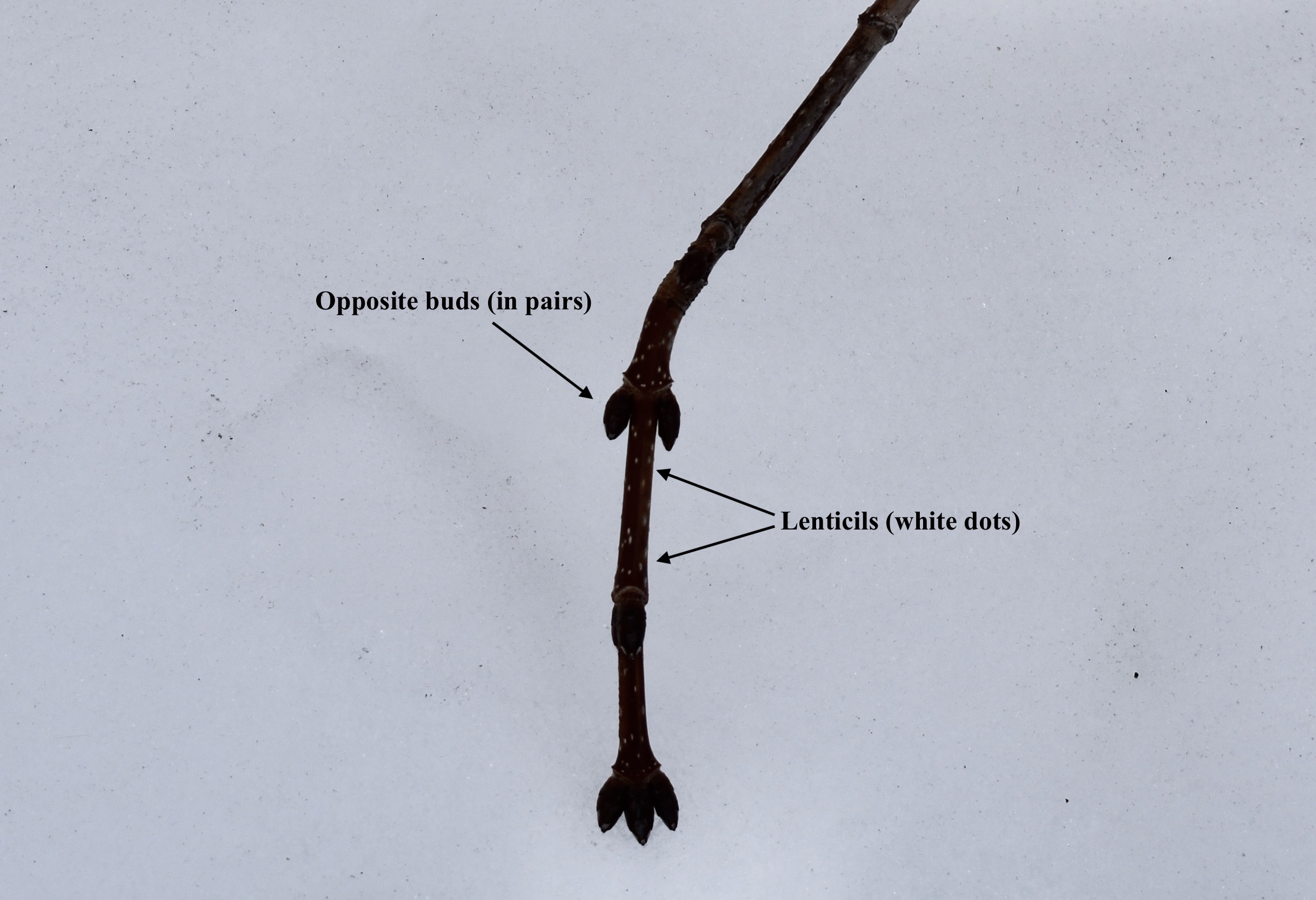 Up close photo of a sugar maple twig with arrows pointing to opposite buds and lenticels