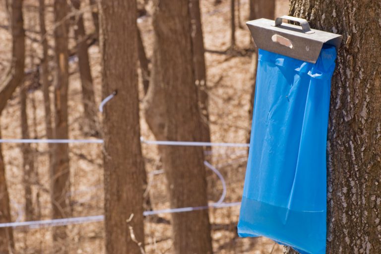 why-do-we-get-maple-sap-from-maple-trees-arboretum-maple-time