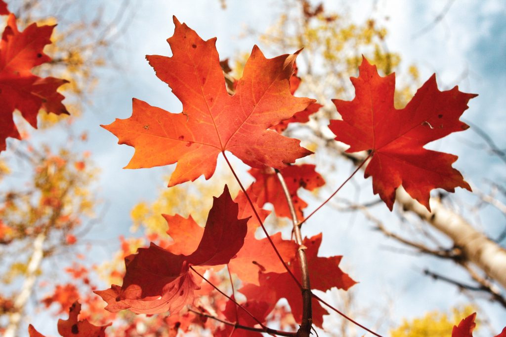 Red maple leaves with blue sky in the background