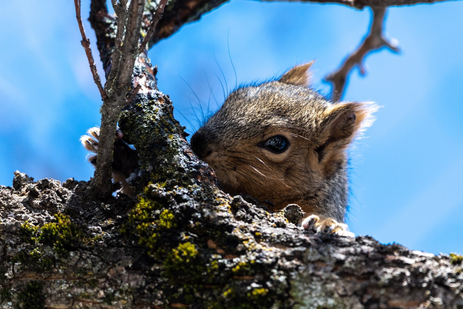 why-do-we-get-maple-sap-from-maple-trees-arboretum-maple-time