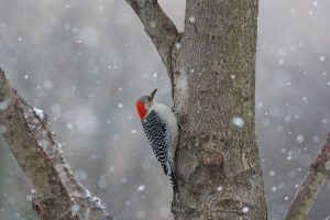 Red bellied woodpecker on a maple tree with snow falling