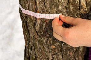 Woman measuring the circumference of a tree with a measuring tape.