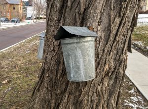 Metal pail with cover on large maple tree in neighborhood