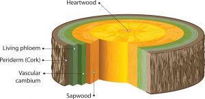 This diagram shows the parts of a tree trunk. From outside to inside, they are Periderm (cork), living phloem, vascular cambium, sapwood, heartwood.