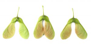 Three pairs of green maple samaras on a white background