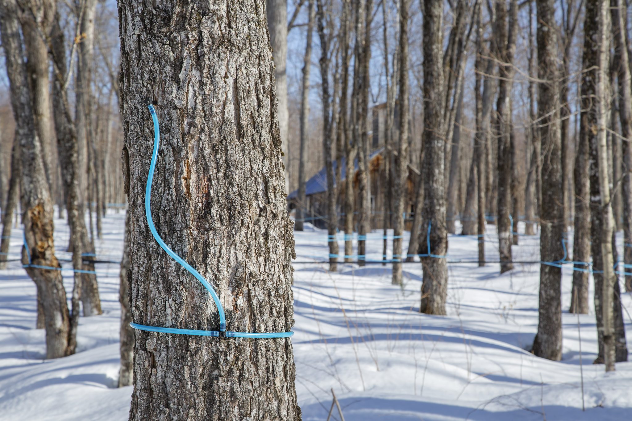 how-do-you-make-maple-syrup-from-maple-sap-arboretum-maple-time