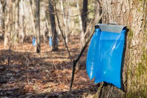 Large maple tree with two blue plastic bags filled with maple sap.
