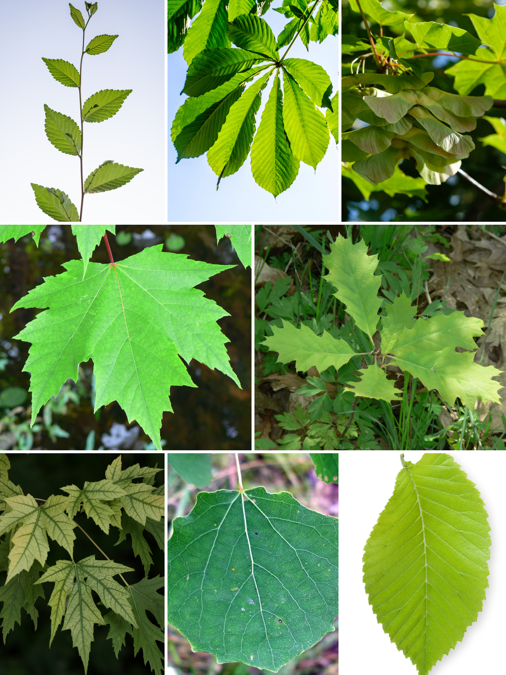 sugar maple tree leaf identification